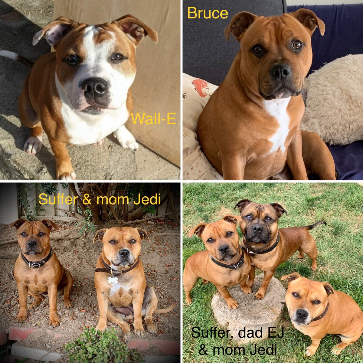 MyStaffords's tweet photo. Happy 7th Month Woofday Wall-E, Bruce & Suffering❣️
#StaffordshireBullTerrier #EJedPups #HpuseJudael #Jonestownx #Steyerts #LineBred #AKCPureBred #IHeartMystaffords https://t.co/rQCWvLcYhj