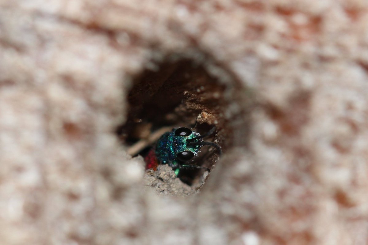 LydiaJaneMartin's tweet photo. Year two of the bee hotel and we have another sparkly guest: a cuckoo wasp (Chrysididae), which parasitise whichever larvae were already in there.

Although I'm not sure if she's emerging from last year or laying her own eggs...

 #entomology #cuckoowasp #chrysididae #ukwildlife https://t.co/GfaU3us48E