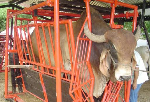 GanaderiayAgro's tweet photo. ¡Pariente! ¿a poco sigue vendiendo sin pesar sus animales? no friegue, seguro le está perdiendo.
Mande un mensaje privado y lo pongo en contacto con quien vende básculas para que le de precio. No son caras y se pagan a la primera venta.
#NolePierda #SoyGanadero #Basculas https://t.co/KeWStKqgsQ