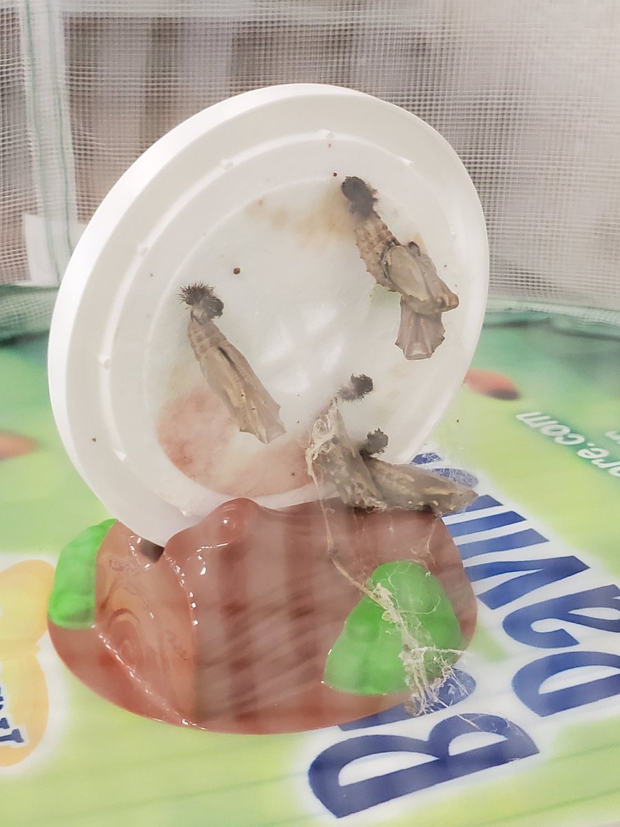 Courtney (Ball) Grace tweet media