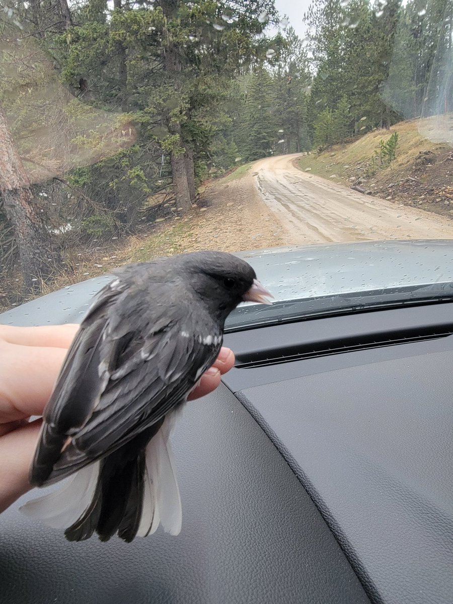 DrJessGraham's tweet photo. First day of 2022 field work! 

Caught 6 juncos and about 12 chipmunks. 

Started training 2 students who said they had a blast! 

Oh, and it snowed. Overall, good start to the season! https://t.co/3EdLIegusd