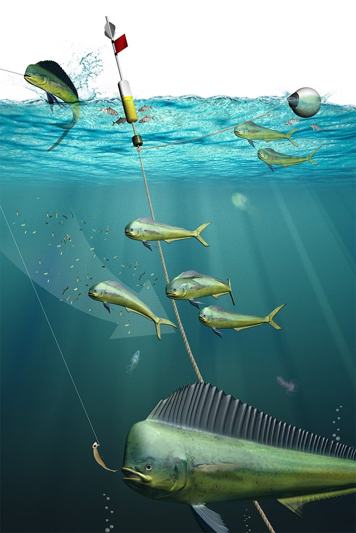 This year <a href="/UN_FAO_GFCM/">General Fisheries Commission for the Mediterranean</a> has in hand the first estimate of reference points for management of Mediterranean dolphinfish shared stock.

The paper explaining the multiannual five-fleet generalized depletion model used is available today on #openaccess.

doi.org/10.1093/icesjm…