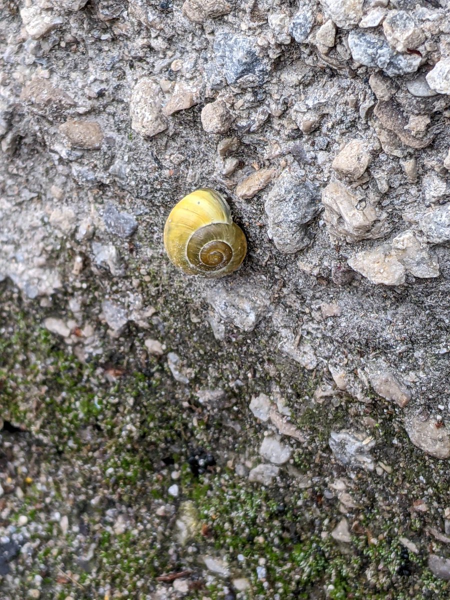 branksomehall's tweet photo. Spring is finally here, and signs of new life are all around our campus! From flowers to insects to a Canada goose on the Lower Field, there is much to see and enjoy. What signs of spring are you seeing on campus? #springisbeautiful https://t.co/L9lMiwChJo