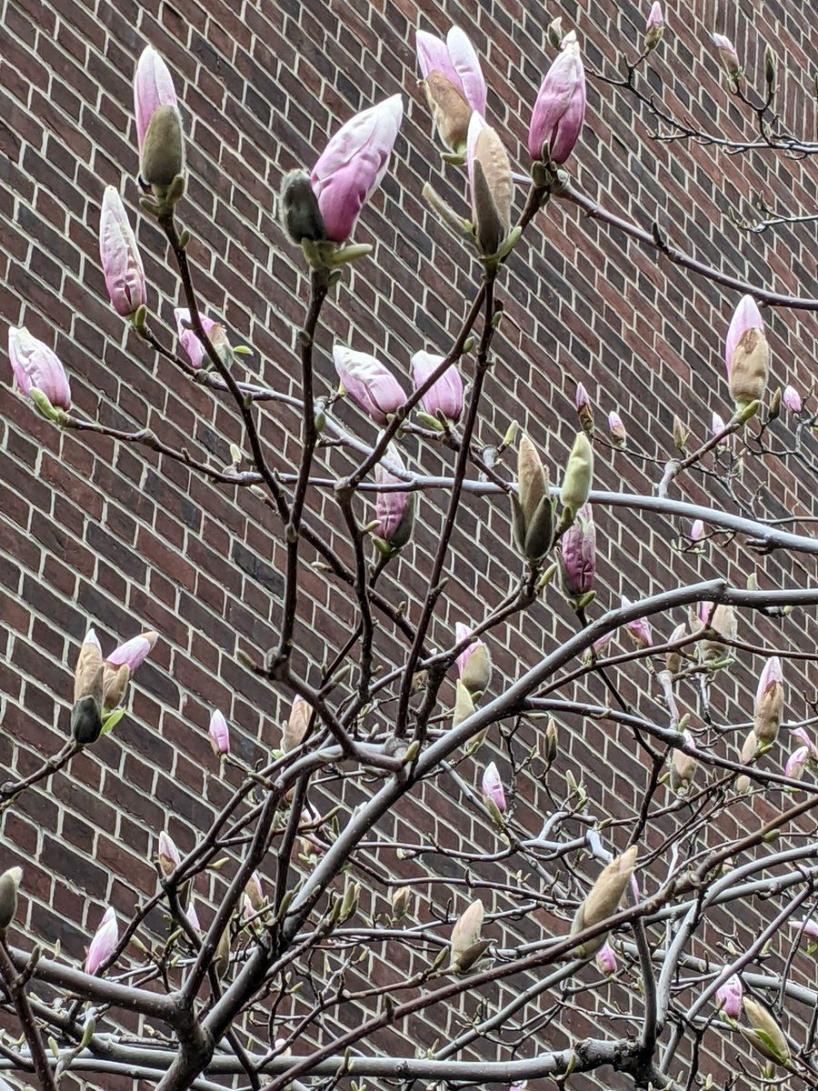 branksomehall's tweet photo. Spring is finally here, and signs of new life are all around our campus! From flowers to insects to a Canada goose on the Lower Field, there is much to see and enjoy. What signs of spring are you seeing on campus? #springisbeautiful https://t.co/L9lMiwChJo
