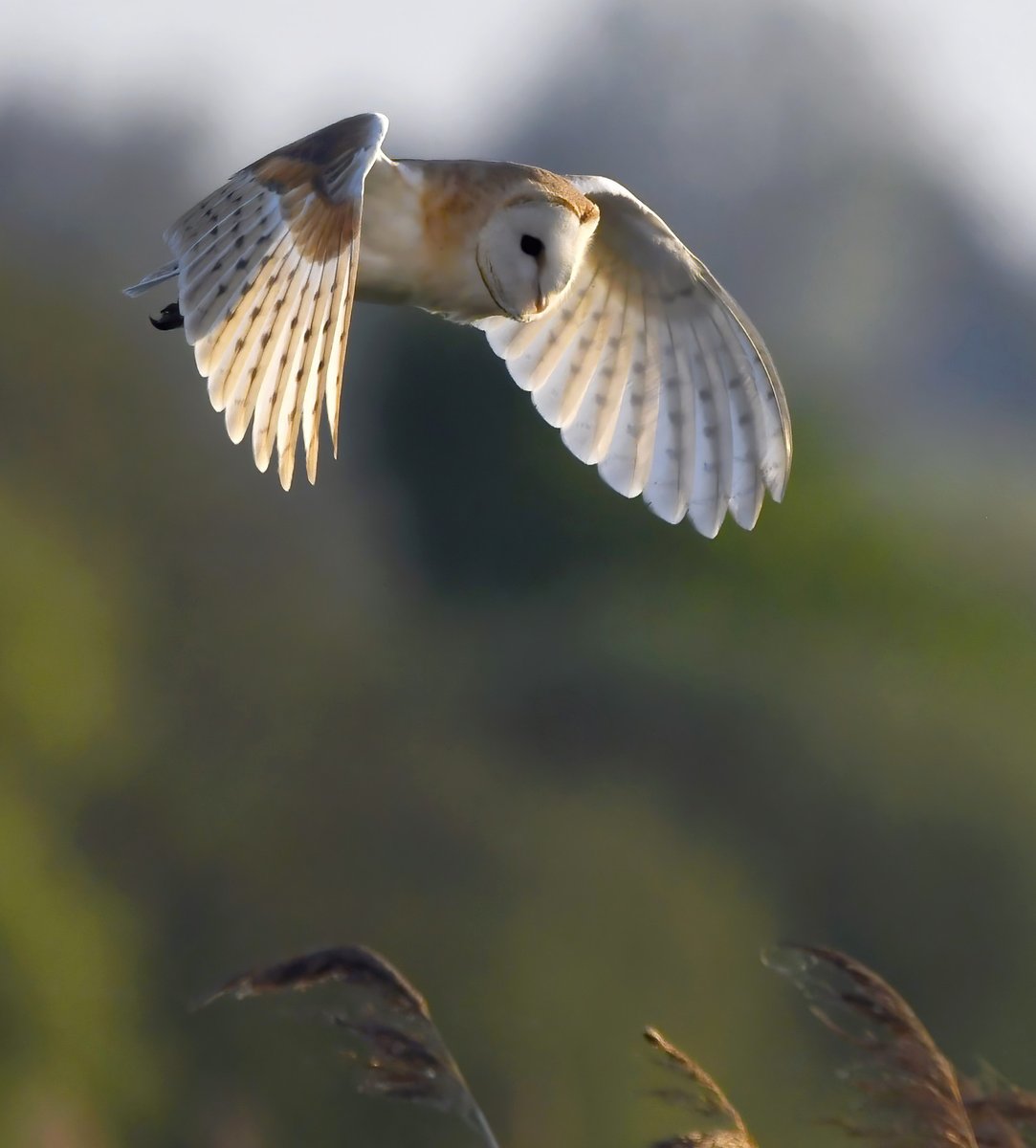 I did warn you that I'd bore you with Barn Owls... 😁🦉