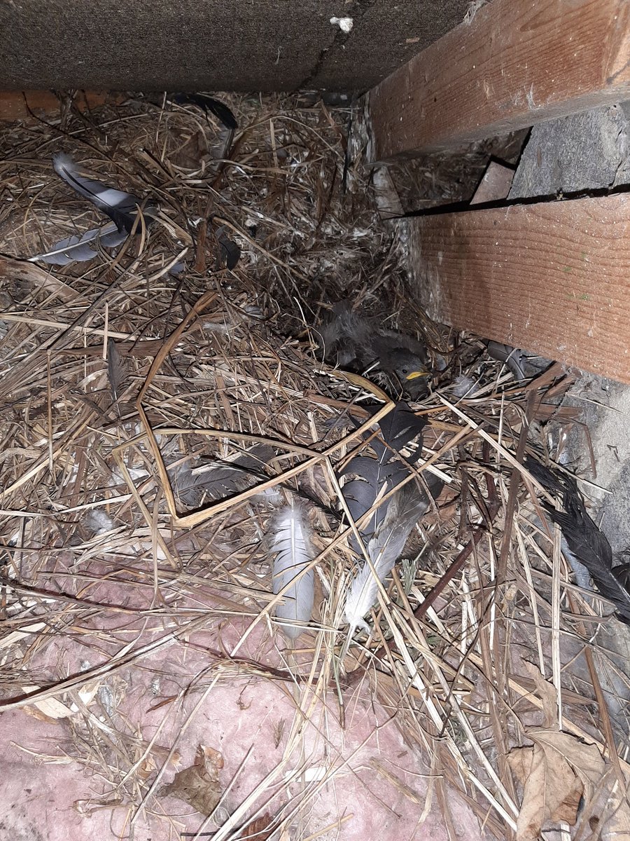 ElalmoLiz's tweet photo. New life from the loft. Nice to ring a brood of #starlings this evening (birds handled and ringed under licence) #birdringing #bto #GoodLuckLilGuys https://t.co/3InQhChedp