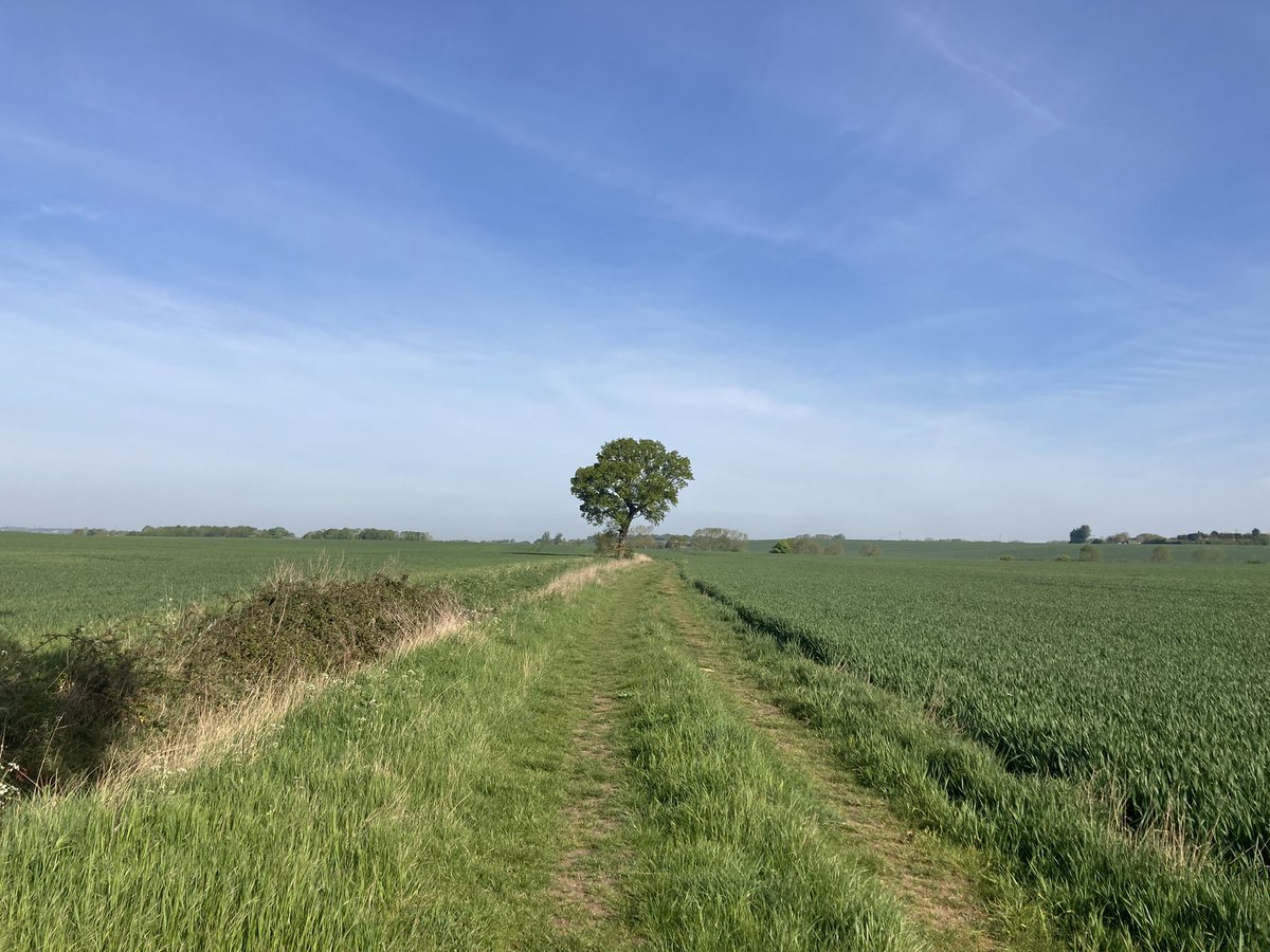 treetwoproject's tweet photo. 9 May - hello Monday - here you are again!   #happyday 
#treetwoproject #oaktree  #walkingthedogs #designersday #gratitude https://t.co/Zy1dY4TsZR
