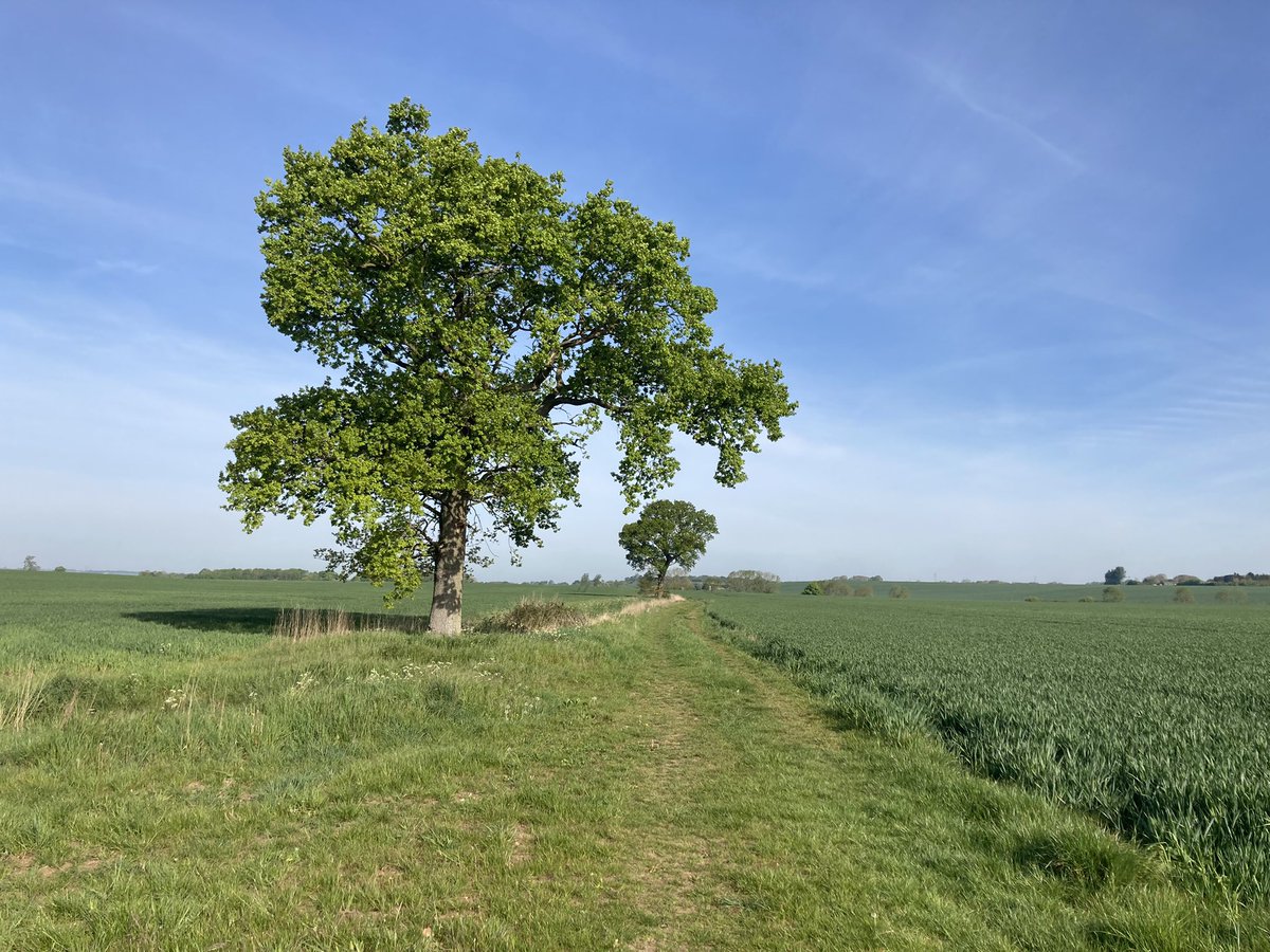 treetwoproject's tweet photo. 9 May - hello Monday - here you are again!   #happyday 
#treetwoproject #oaktree  #walkingthedogs #designersday #gratitude https://t.co/Zy1dY4TsZR