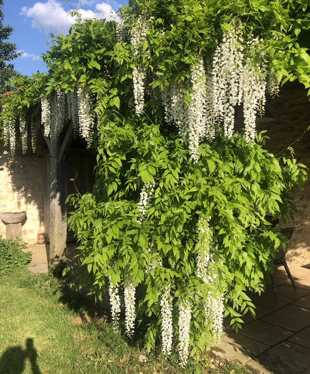 I wish I could share the heady smell that is drifting through the house, absolutely worth the wait and seems to get better every year. #wisteria #wisteriahysteria #whitewisteria #mygarden #springflowers #GardeningTwitter #swfrance