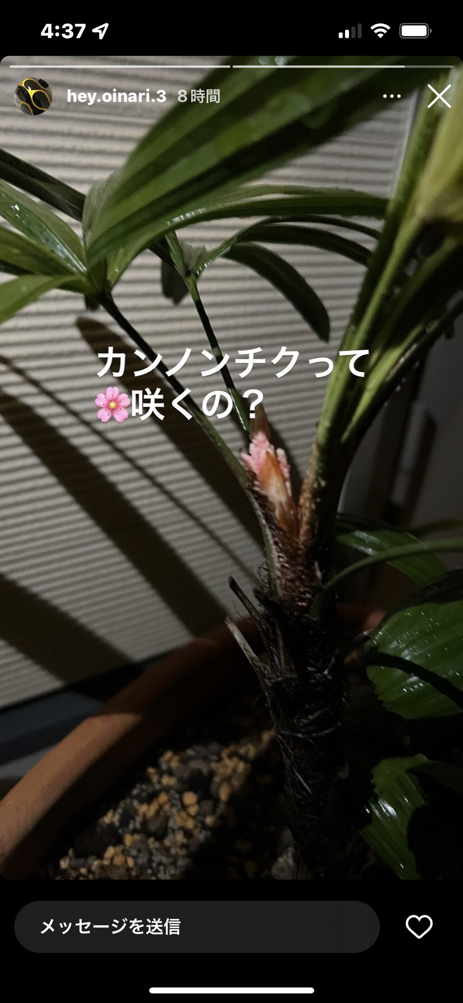 観音竹 Twitter Search Twitter