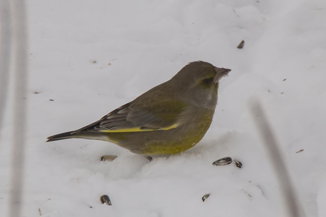 AJuuri's tweet photo. Väliin hieman talvisempi kuva ja käsittelyyn vihreä väri.47/150 #vihervarpunen #talviruokinta #linnut #luontokuvaus #Hausjärvi https://t.co/3y4dHaFR00