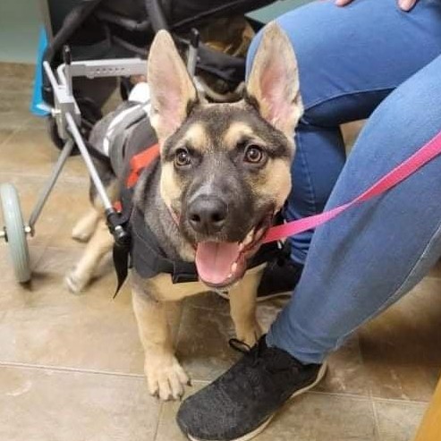 In honor of #NationalPetMonth we wanted to highlight Pogo - a 7 month old #GermanShepherd who was tied to a dumpster and left to fend for himself. The tie was so tight, it began to sever his back legs making them completely immobile. Learn more here: bit.ly/3ytV7qO