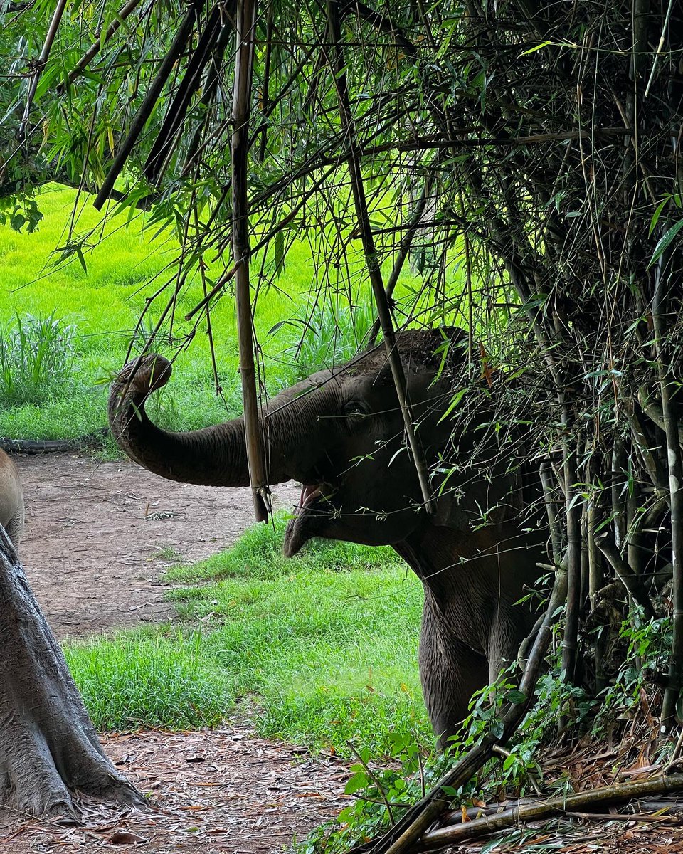 elehelp's tweet photo. Someone’s excited! #Livestream coming up in 5 minutes, #JustLikeTheOldDays (almost), click to https://t.co/5WqizCRlAZ #Elephants #AsianElephants #HelpUsHelpElephants https://t.co/CKGirbTfKU