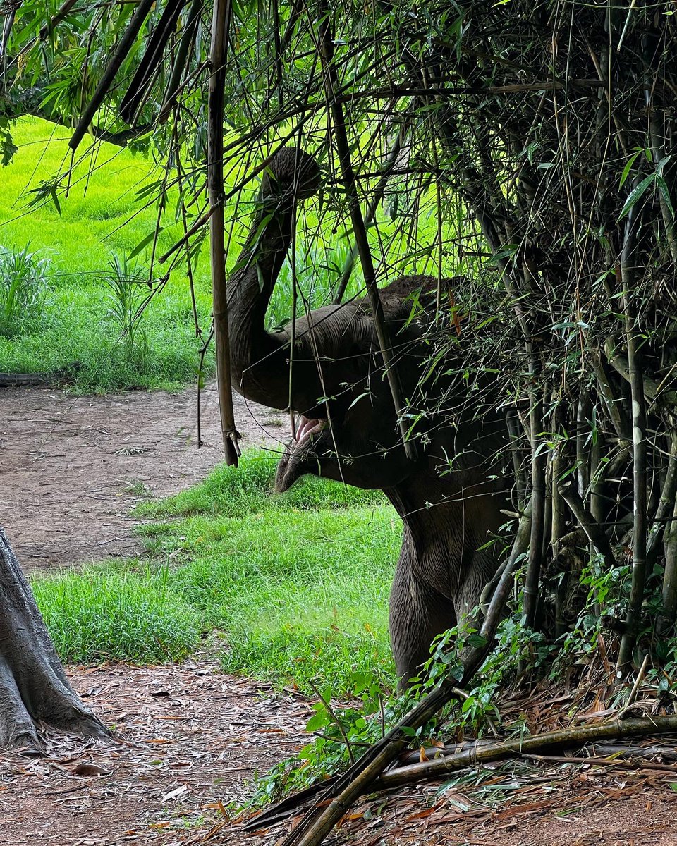 elehelp's tweet photo. Someone’s excited! #Livestream coming up in 5 minutes, #JustLikeTheOldDays (almost), click to https://t.co/5WqizCRlAZ #Elephants #AsianElephants #HelpUsHelpElephants https://t.co/CKGirbTfKU