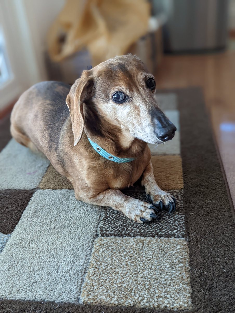 Hello, I turned 14 today!  #Dachshunds