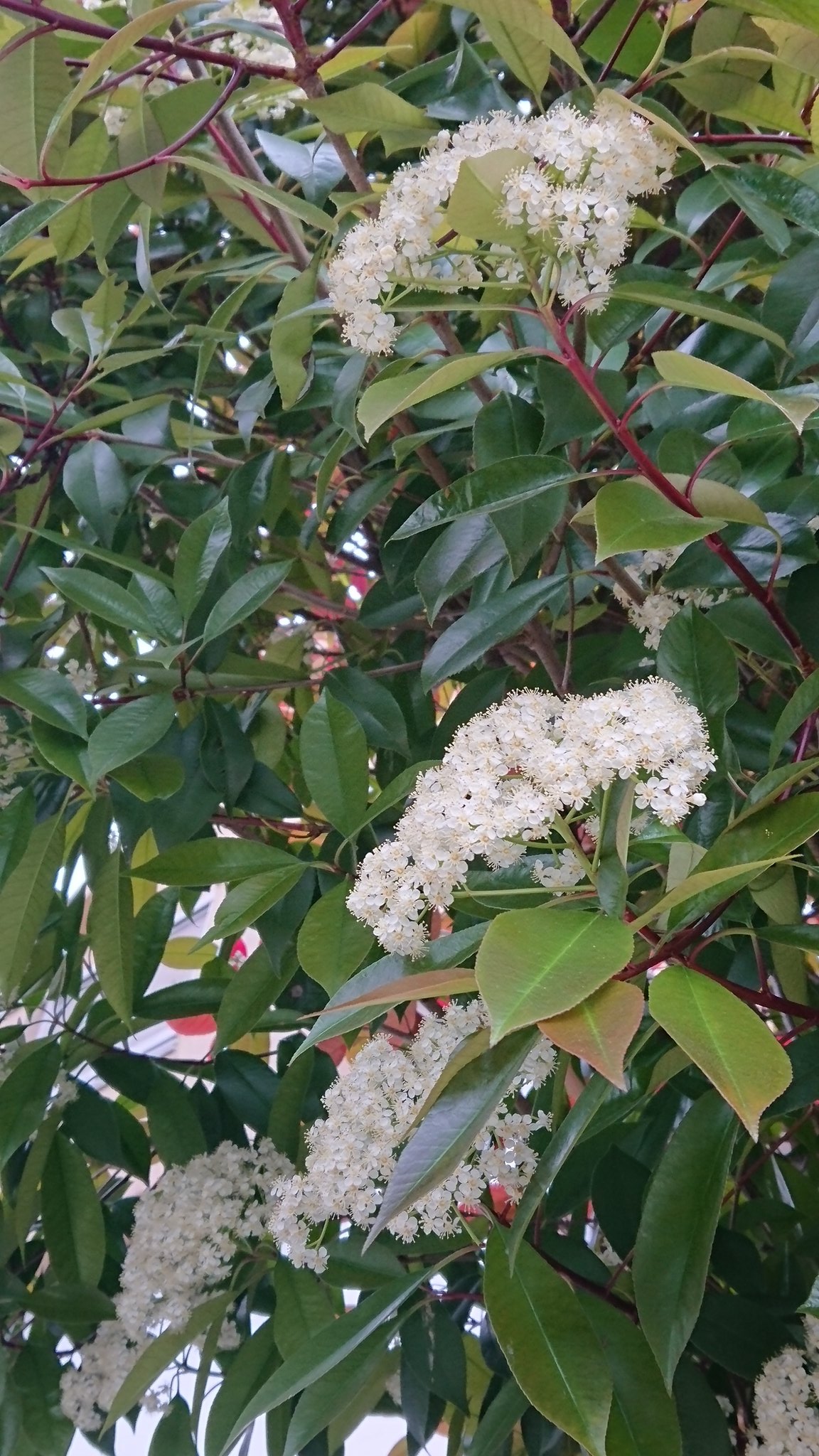 Rinco 玄関の カナメの花が咲きました 花言葉は にぎやか この木には ヒヨドリさんが 住んでいます T Co Zfdp7trjgg Twitter
