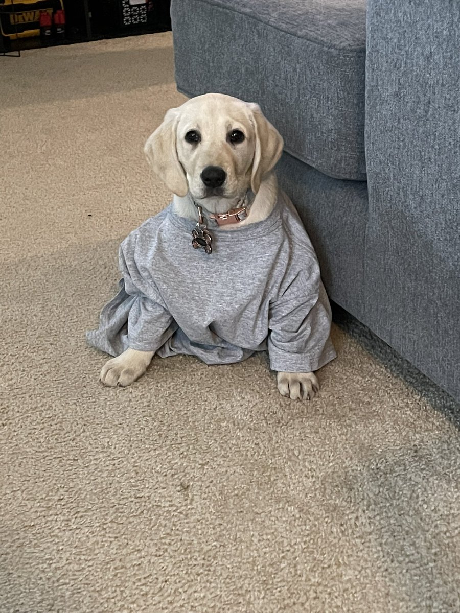 Maxinn_Outt's tweet photo. Waiting for Churro to grow into her @USIedu t-shirt to rep my Alma mater!! #yellowlab #puppy #churro #USI https://t.co/PWEtSwfmTK
