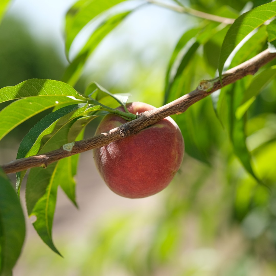 brandtfarms's tweet photo. The 1st peaches of the year are coming off the tree. Meaning the stone fruit season has officially begun.
#peaches #stonefruit #fruit #liveliferipe #summer https://t.co/Ql3IuniEcB