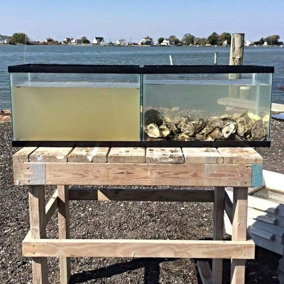 ANILAWHITNEY's tweet photo. Both tanks were filled with the same water at the same time, but the one on the right has oysters. A single oyster can cleanse about 50 gallons of water per day. https://t.co/cokPZoO6E1