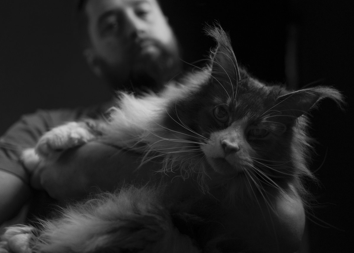 pixelspirits's tweet photo. I've been working hard this month on features for #ginadaymay! Sometimes it is more important to focus on your family :-) Meet Tofu #gincat #awsome #whiskers #mainecoon https://t.co/oySUcXXtcp