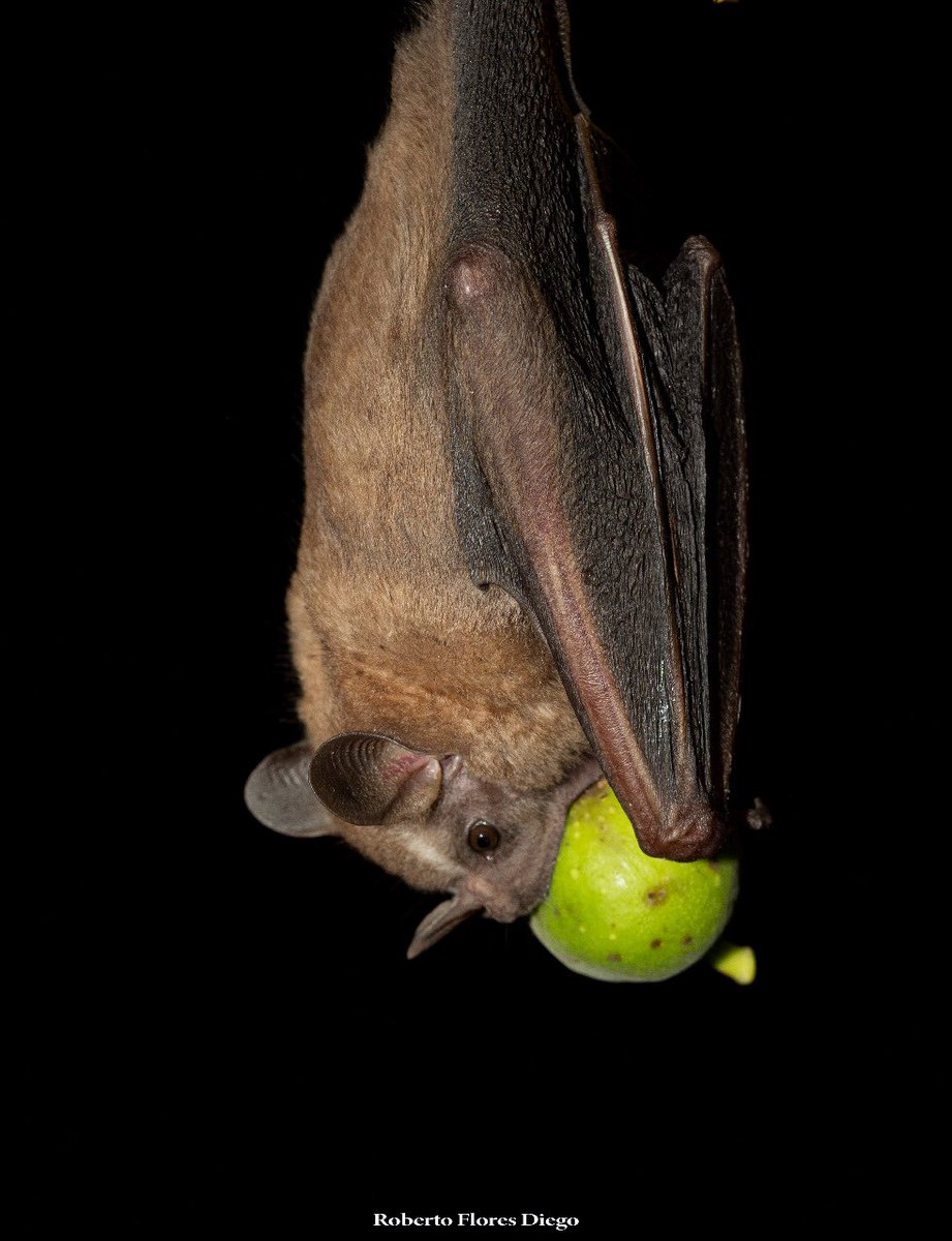 LABEC_IPN's tweet photo. Murciélago frugívoro (Artibeus sp.) comiendo un fruto de higo captado durante el trabajo de campo de @CronopioPneuma y @RobertBetzao #monitoreoacustico  #playback  #animalbehavior  #wildlifemonitoring #vallescentralesdeoaxaca. Foto: Roberto Flores Diego @IPN_MX @ciidiroaxaca https://t.co/PRq9xgIfs4