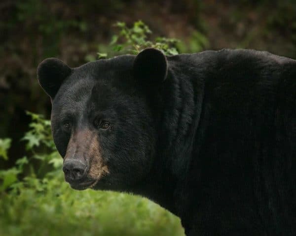 BigMillBB's tweet photo. No matter what you think about bears, when someone says, “I saw a bear,” you listen. If you want to see a bear, then you must attend the Black Bear Festival in Plymouth, NC June 4-5. 
I have mixed emotions about getting close to wild animals, but I am st… https://t.co/Zv0AkuxUOE https://t.co/T5wDiqckXg