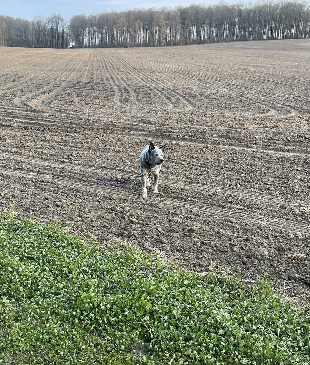 Start of checking the corn crop for the season🌽#southbruce #blue heeler #corn