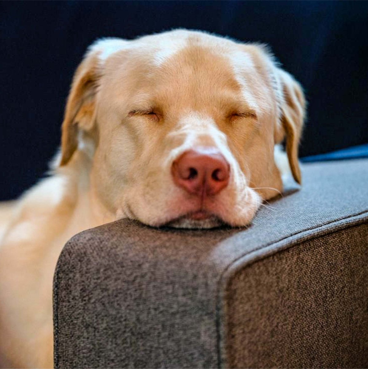 KoolForMen's tweet photo. 💚🐶 Because we know how much you love them, that's why we have the best for their well-being.🧡 https://t.co/lgeEhtzaIk