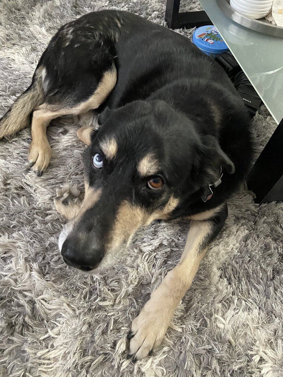 scootyk86's tweet photo. @Happydog___ Brutey says hello!! https://t.co/HtaeIOy4Dk