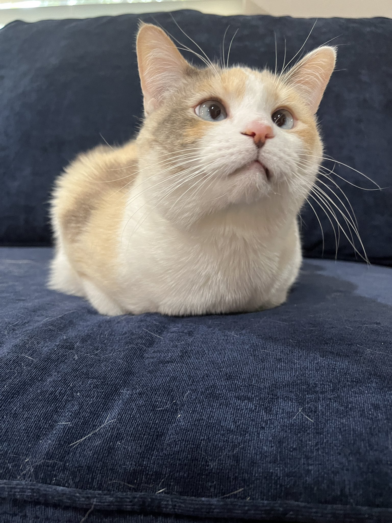 Panko A. Cat on Twitter "Loafed up 😮‍💨 https//t.co/KD8cCDUdld" / Twitter