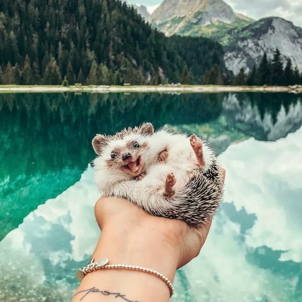CybersmileHQ's tweet photo. Here’s a little something the brighten your day 🦔 https://t.co/cvWiSPo3tP