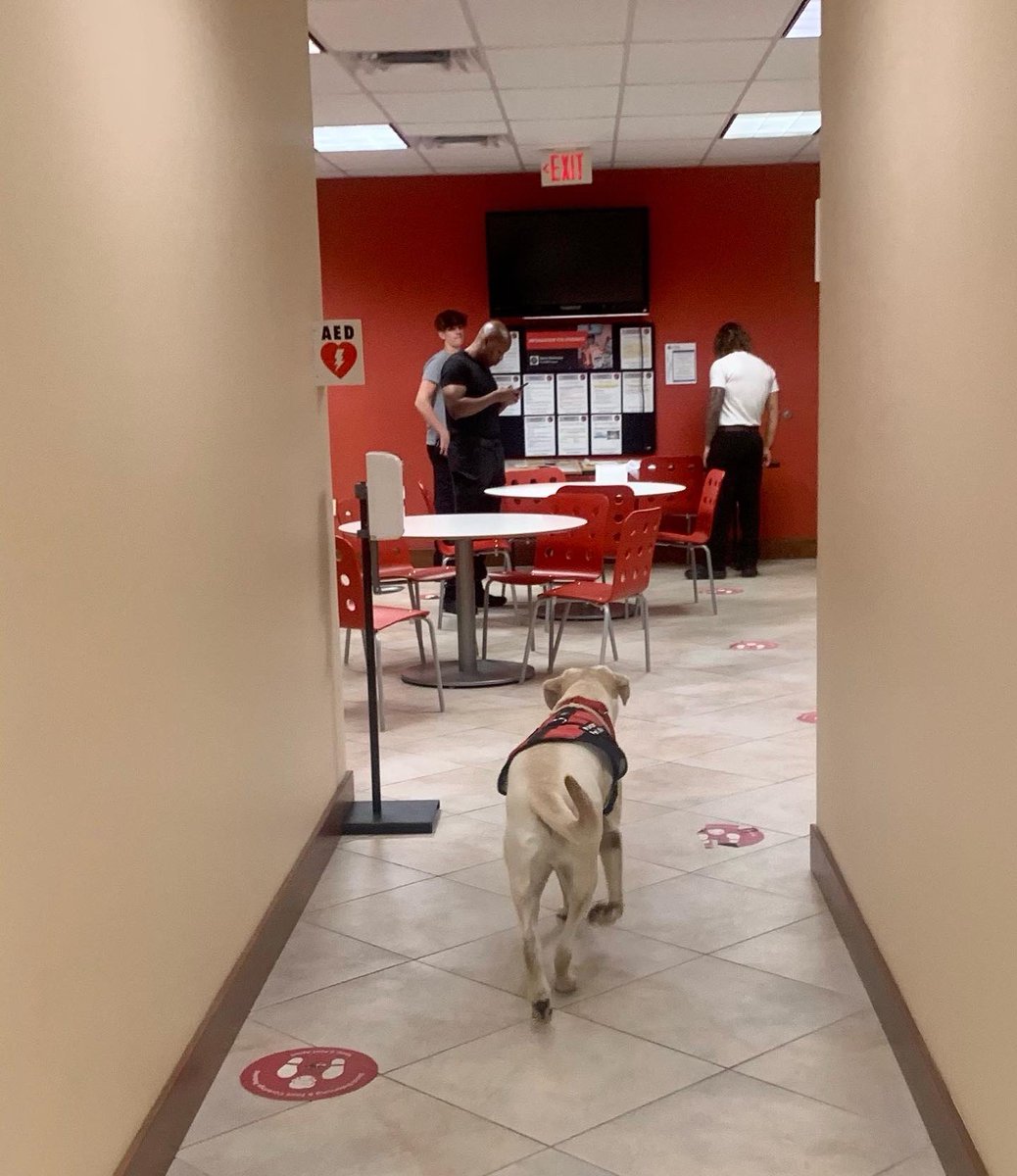 OscarTherapyDog's tweet photo. New semester, new EMT class and Oscar was there to greet the new students. #therapydog #futureemt #emt #student #herodogawards #americanhumane #dogs #dogsoftwitter https://t.co/aCx2K9RGrE