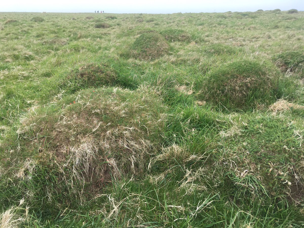 FunkyAnt's tweet photo. Yellow Meadow Ants a-plenty! Wonderful hummocks #Bosherton #Pembrokeshire https://t.co/SIGzKHnyZo