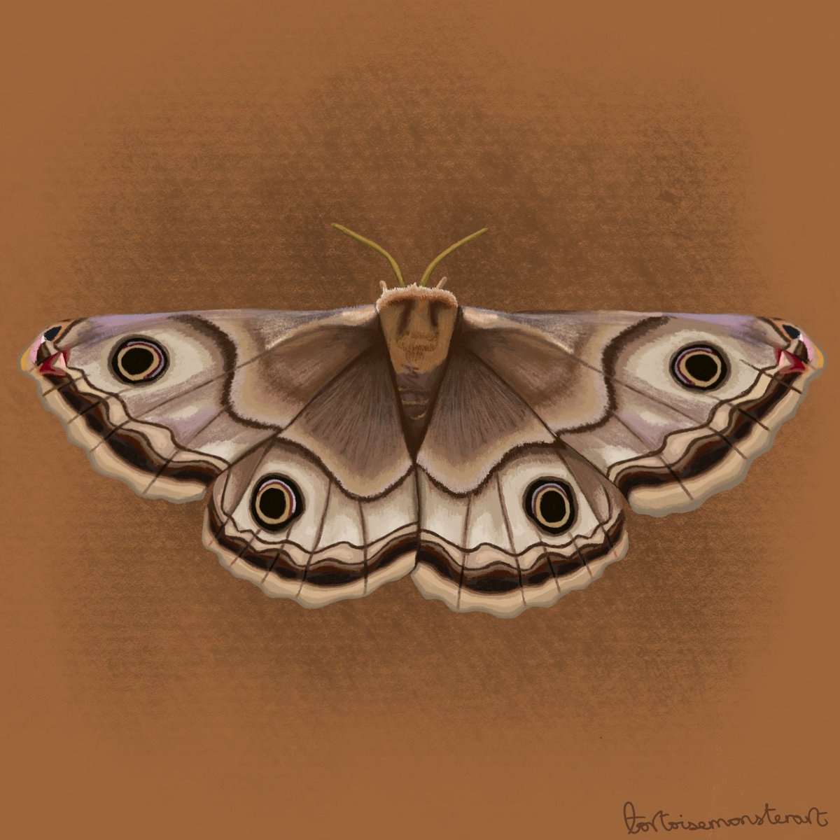 cute little #moth #nature #natureart
