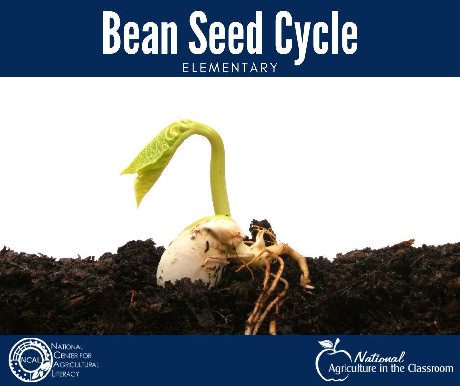 Explore soybeans, examine seed anatomy, and observe the germination of a soybean plant with "Bean Seed Cycle" for K-2nd grade.

agclassroom.org/matrix/lesson/…

#MatrixMonday #agclassroom #agliteracy #elementaryteacher #soybeans