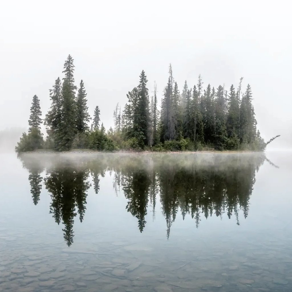 Foggy morning in Jasper NP