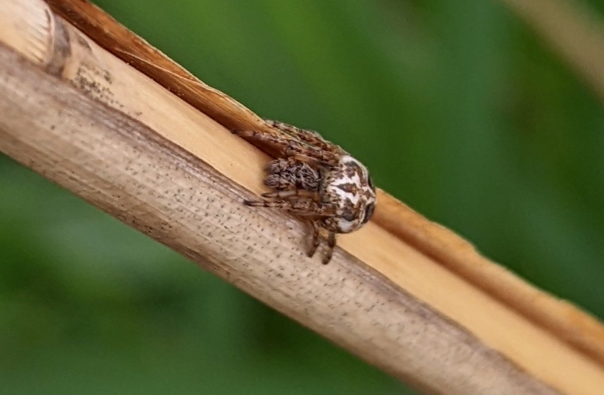 arableplants's tweet photo. Nice evening potter down by the river to continue my spider hunting adventures . A new spider searching habitat for me so may well be way of the mark with this but am thinking Larinoides cornutus? @NHarnser @BritishSpiders #Superspiders https://t.co/jqI3a0CV9M