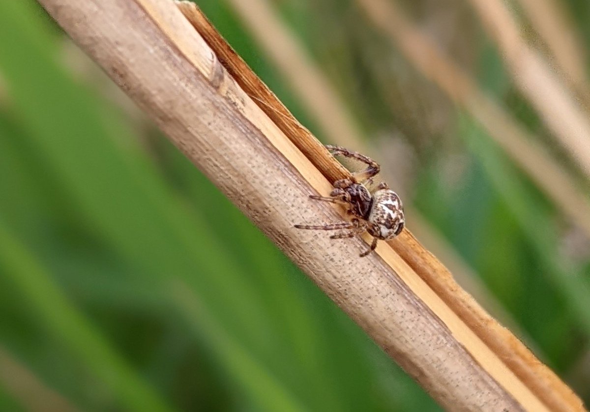 arableplants's tweet photo. Nice evening potter down by the river to continue my spider hunting adventures . A new spider searching habitat for me so may well be way of the mark with this but am thinking Larinoides cornutus? @NHarnser @BritishSpiders #Superspiders https://t.co/jqI3a0CV9M