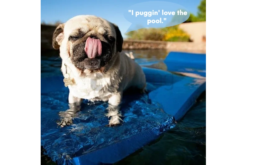 MurrellsPool's tweet photo. Your pup can't wait to spend quality time with you in the pool! 

So head to The Pool Supply store to get everything you need to keep your pool clean.

#poolstore #cleanpool #poolservice #watertesting #poolchemistry #poolchemichals #supportlocal #supportsmallbusiness https://t.co/hrgCpMAide