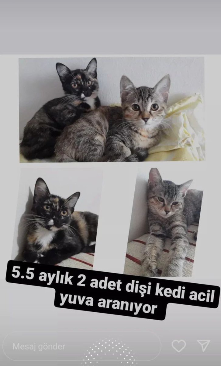Kediseverlere duyurulur siyah olan sahiplendirildi