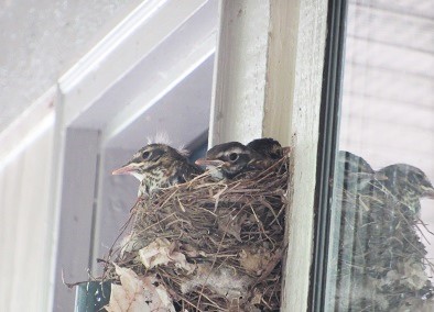 joclarke232's tweet photo. Spotted these babies, on Mother's Day, waiting for mom to come back with more food. #breakfast #MothersDay #birdsofkentucky https://t.co/nEGoZ7wgBH