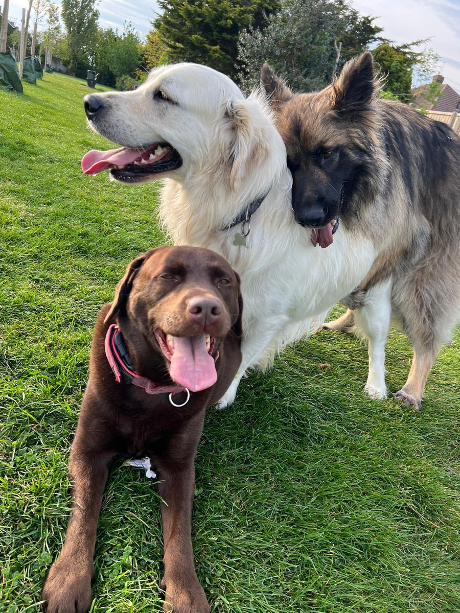 When your dogs having a better time than you are 🤦‍♀️