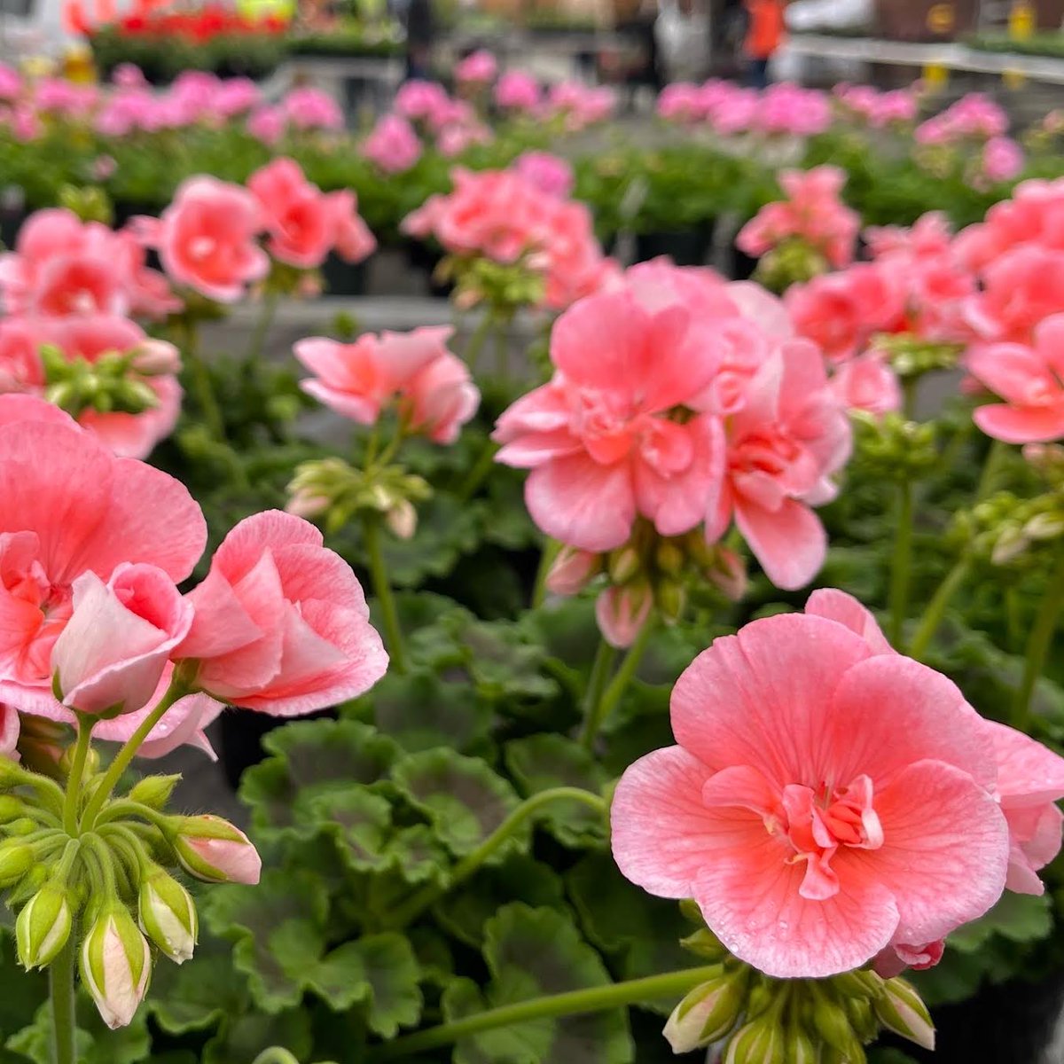 PickensTechCO's tweet photo. Thanks so much for supporting our Urban Horticulture program here at Pickens this past week at our Annual Spring Plant Sale! We were so glad to see you all! 🌷🌻🌸
#ptc #aps #urbanhorticulture #communitysupport #springplantsale #agreatplacetostart https://t.co/3oMDcRg9sp