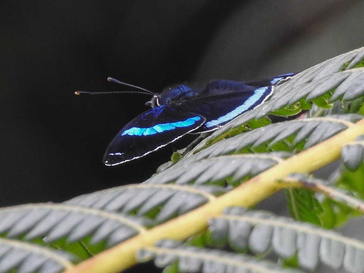 Wildlife at Finca Yantza in Zamora-Chinchipe, Ecuador. #wildlifephotography #ecuador