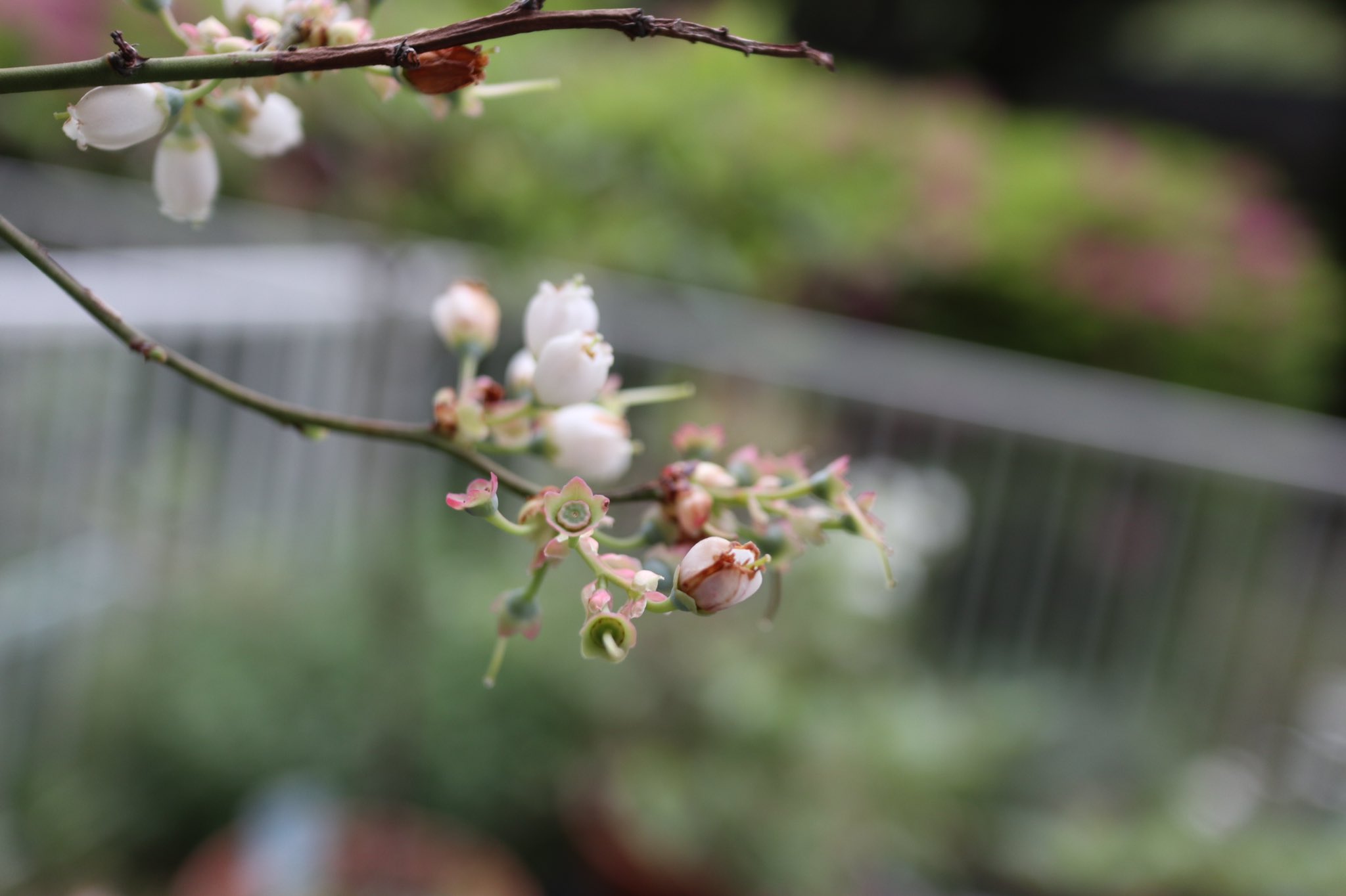 きのこの庭のママきのこ Kinokononiwano Twitter