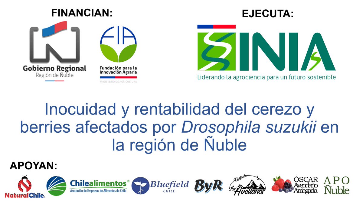 CTCBINIA's tweet image. Destacados asesores privados Óscar Avendaño, Daniel Ortiz y Cristian Torres entregaron su visión sobre problemas y soluciones para el manejo de #drosophilasuzukii, representando a 222 productores de 🍒🍓🫐 y frambuesa de 9 comunas de Ñuble. Coordinó @LDevotto