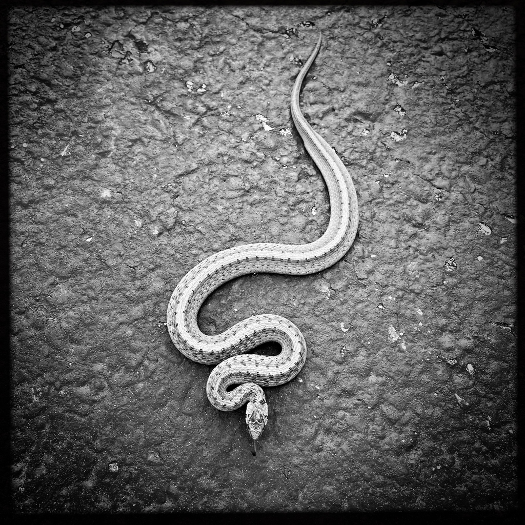 WehmeierPhoto's tweet photo. Look who I met on the path. A little slow in the cool morning. A DeKay's Brown snake. https://t.co/t4KhmuW9P1