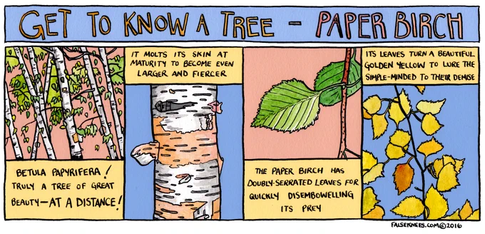 More tree facts from False Knees! 
