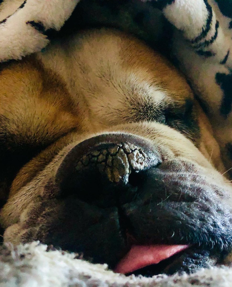 AndriaFinau's tweet photo. Can you believe Max picked this card out himself 🥰😂?!?! Spent Mother’s Day visiting family, taking flowers to gravesites, hanging with an out-of-state friend, and then cuddling with Sir #MaxCooper 👑. Hope you all had an amazing #MothersDay too! 💜 #AlwaysFindTheLight #AFTL https://t.co/Aip4sbZqE2