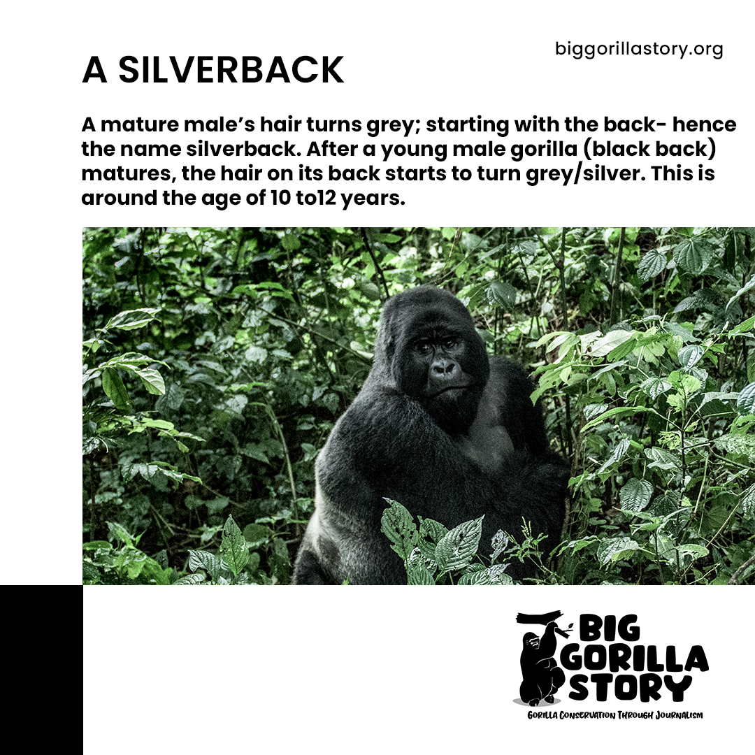 apesstories's tweet photo. In a fight, a #silverback will certainly beat you 🤭😂
Fully grown male #gorillas are almost six times stronger than a #man!
more at; https://t.co/NYwp41StUn
#Nowyouknow
#gorillafamily #gorillagang #gorillaprotection #mountaingorillas #SaveGorillaForests #knowyourgorillas https://t.co/Aw9QKaQ3WX